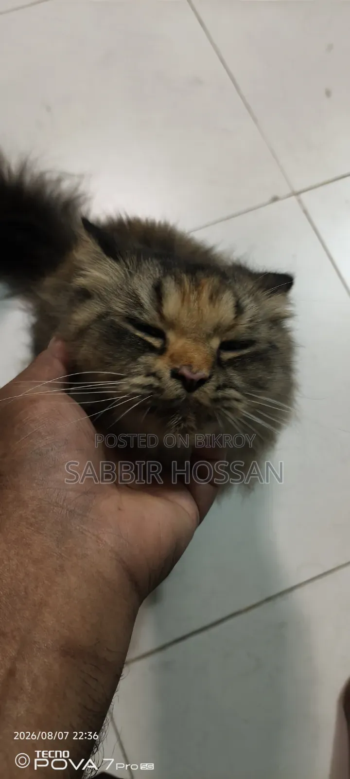 6-12 Months Female Purebred Persian Cat