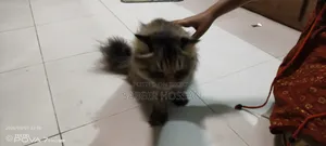 6-12 Months Female Purebred Persian Cat