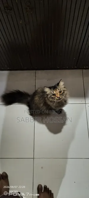6-12 Months Female Purebred Persian Cat