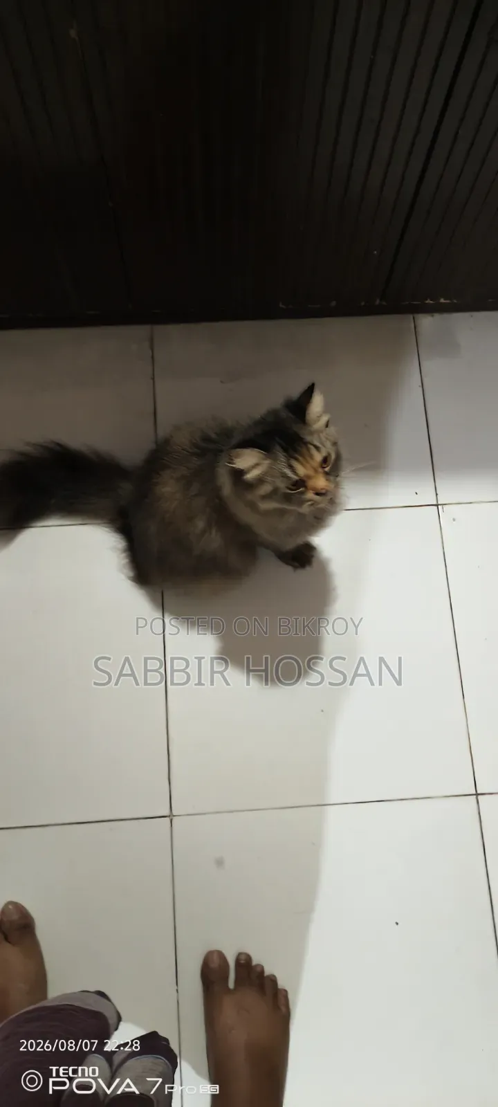 6-12 Months Female Purebred Persian Cat