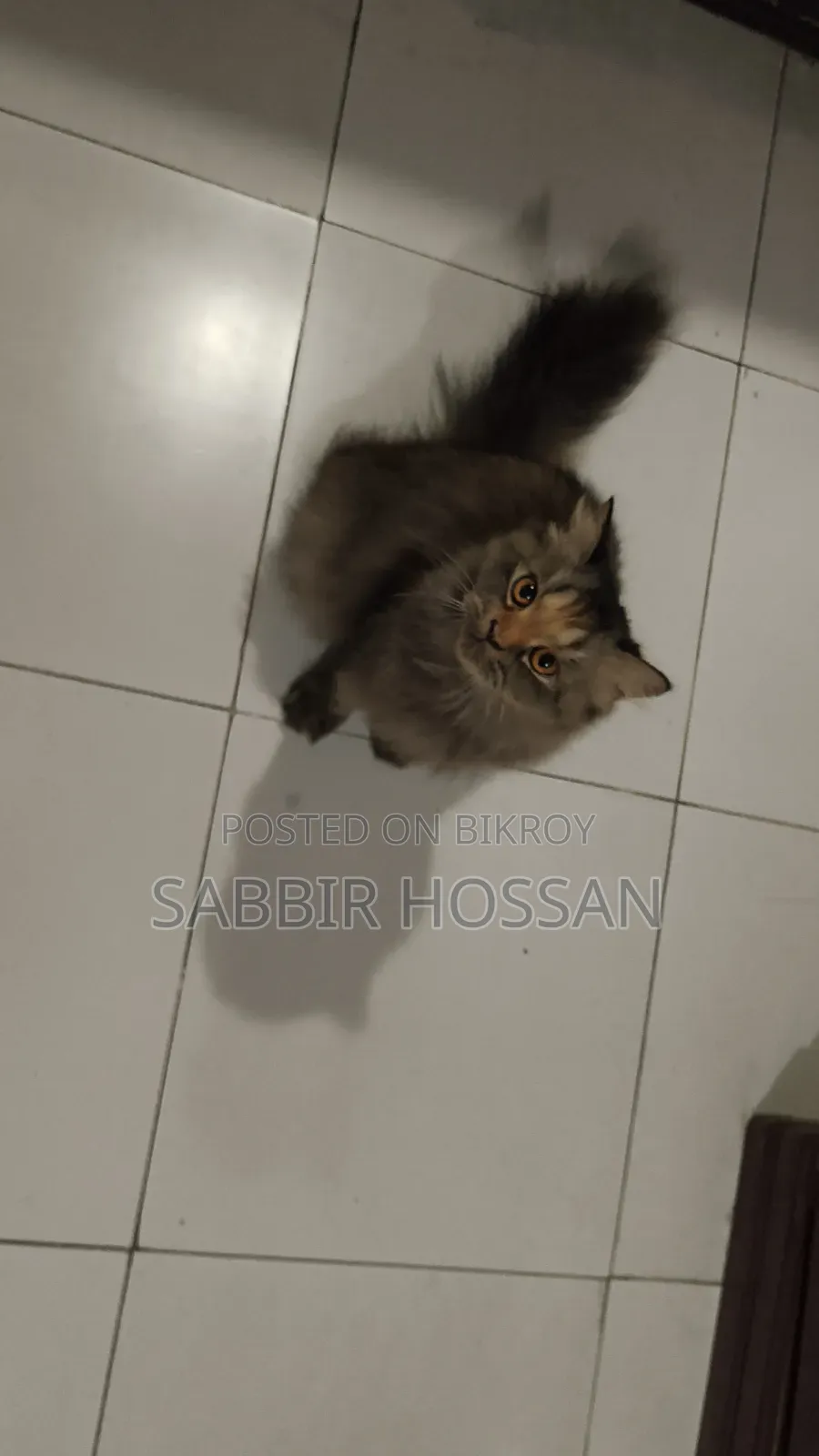6-12 Months Female Purebred Persian Cat