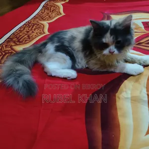 3-6 months Female Purebred Persian