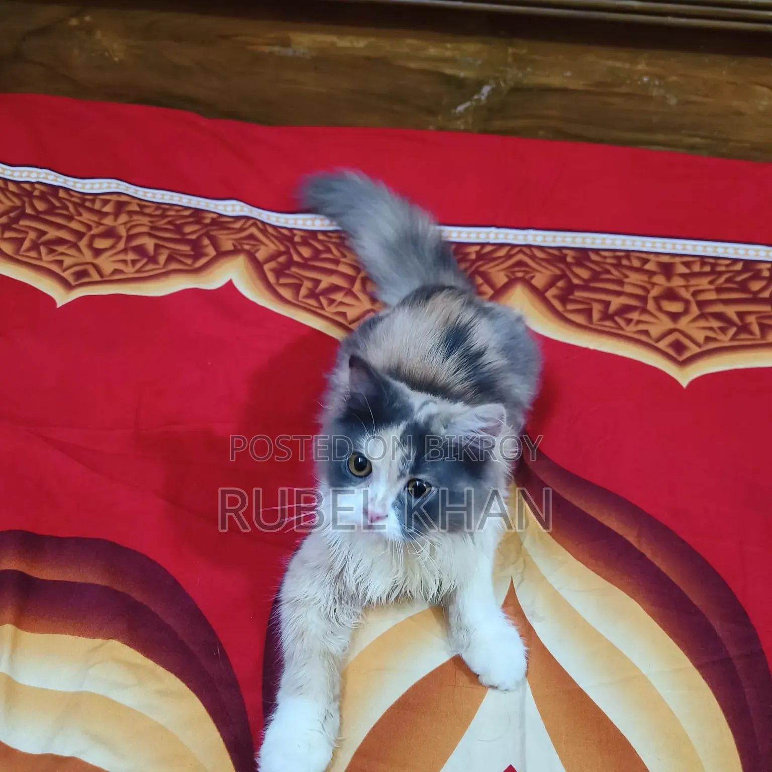 ৩-৬ মাসের ফিমেল পিওরব্রেড পার্সিয়ান