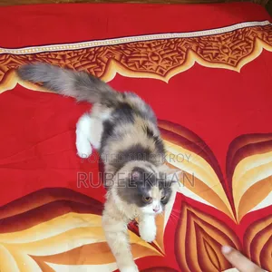 ৩-৬ মাসের ফিমেল পিওরব্রেড পার্সিয়ান