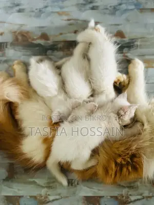 1-3 months Female Purebred Persian