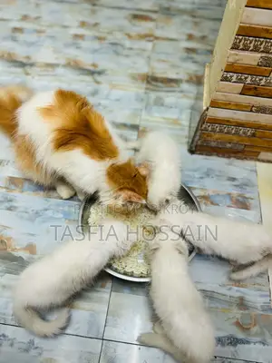 1-3 months Female Purebred Persian