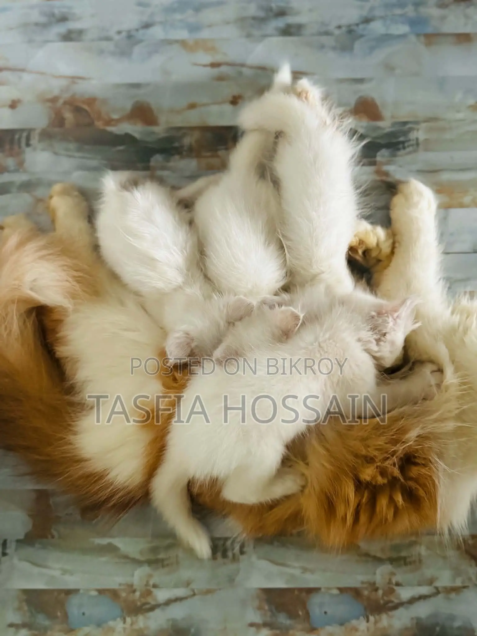 1-3 months Female Purebred Persian