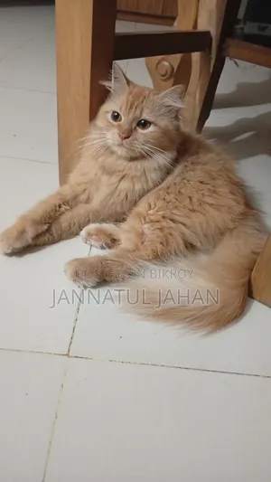 Female Purebred Persian Cat 6-12 Months