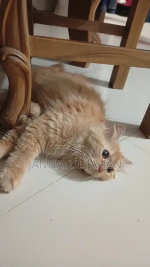Female Purebred Persian Cat 6-12 Months