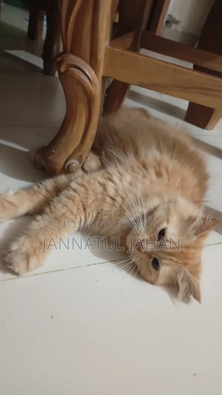 Female Purebred Persian Cat 6-12 Months