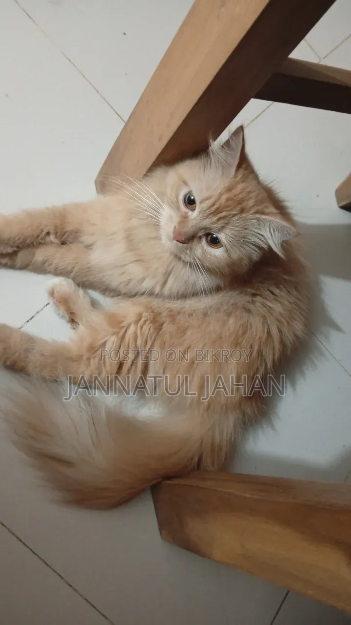 Female Purebred Persian Cat 6-12 Months