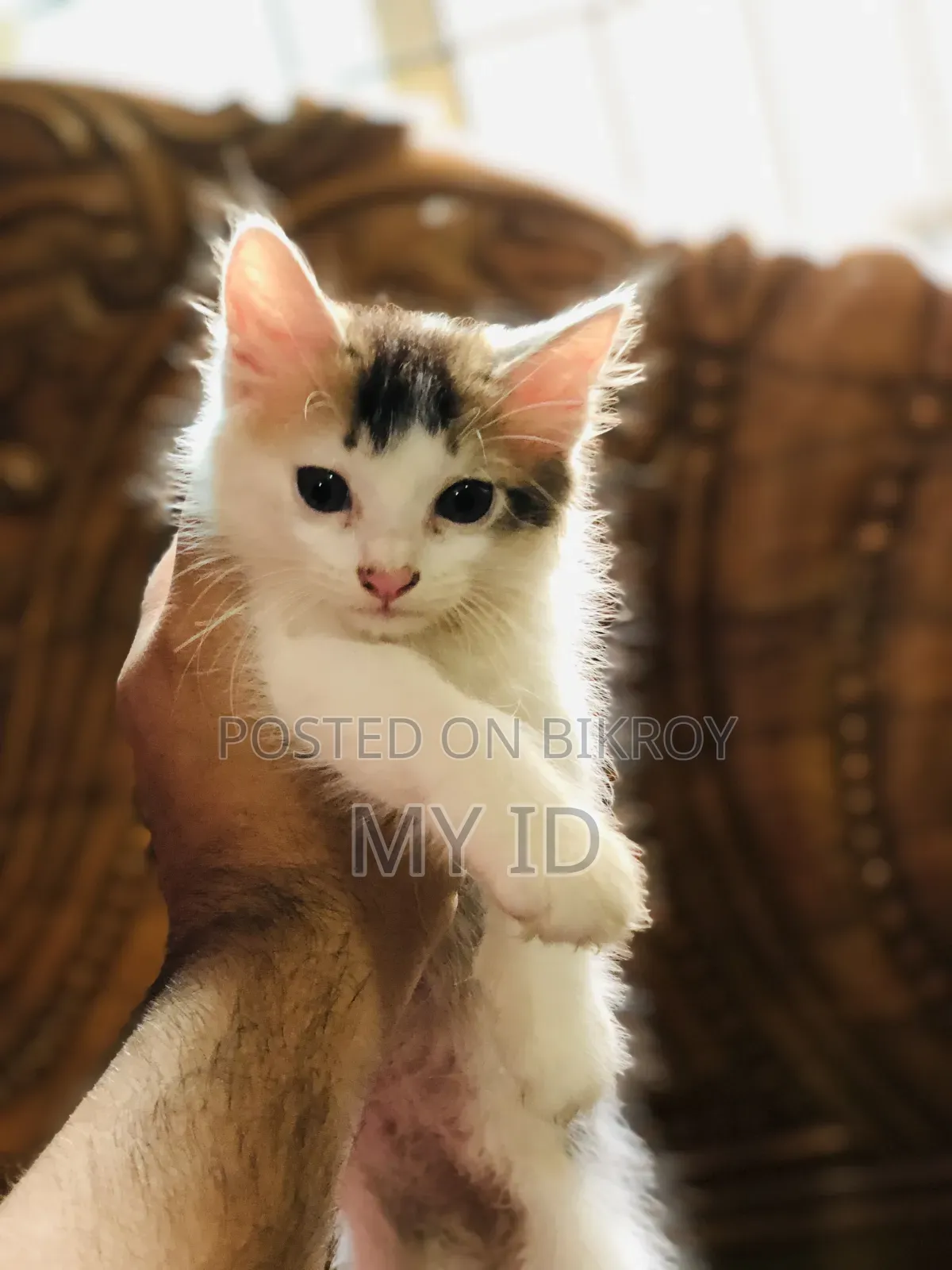 1-3 months Male Mixed Breed Persian
