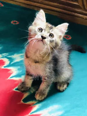 1-3 months Male Mixed Breed Persian