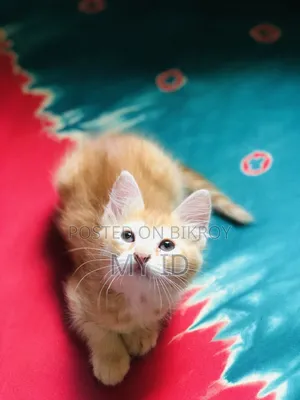 1-3 months Male Mixed Breed Persian