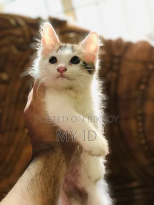 1-3 months Male Mixed Breed Persian