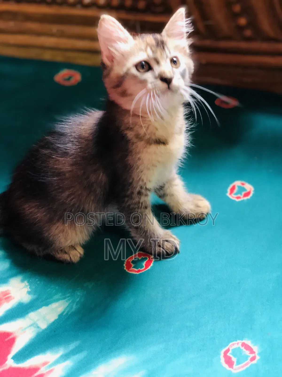 1-3 months Male Mixed Breed Persian