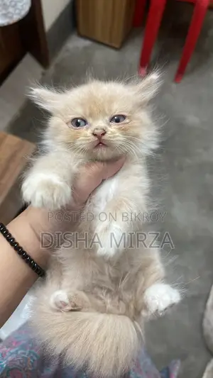১-৩ মাসের মেল পিউরব্রেড পার্সিয়ান