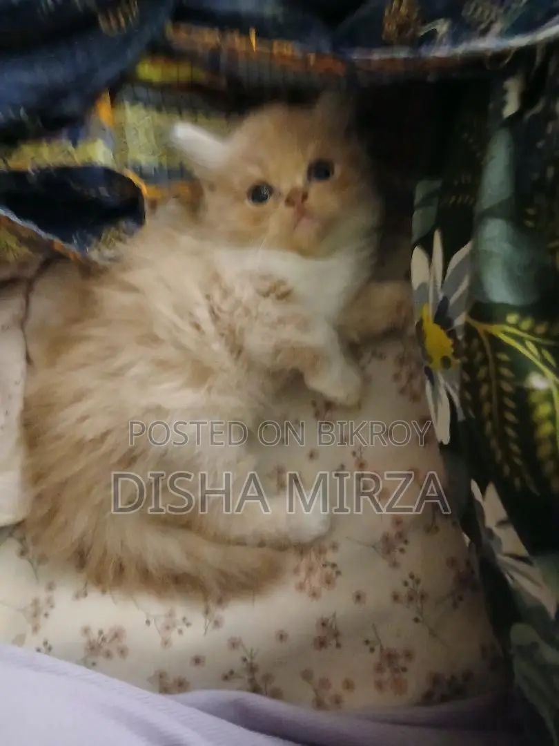 ১-৩ মাসের মেল পিউরব্রেড পার্সিয়ান