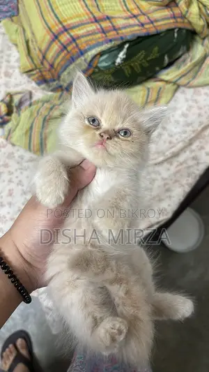 ১-৩ মাসের মেল পিউরব্রেড পার্সিয়ান