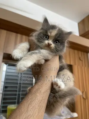 1-3 Months Male Purebred Persian