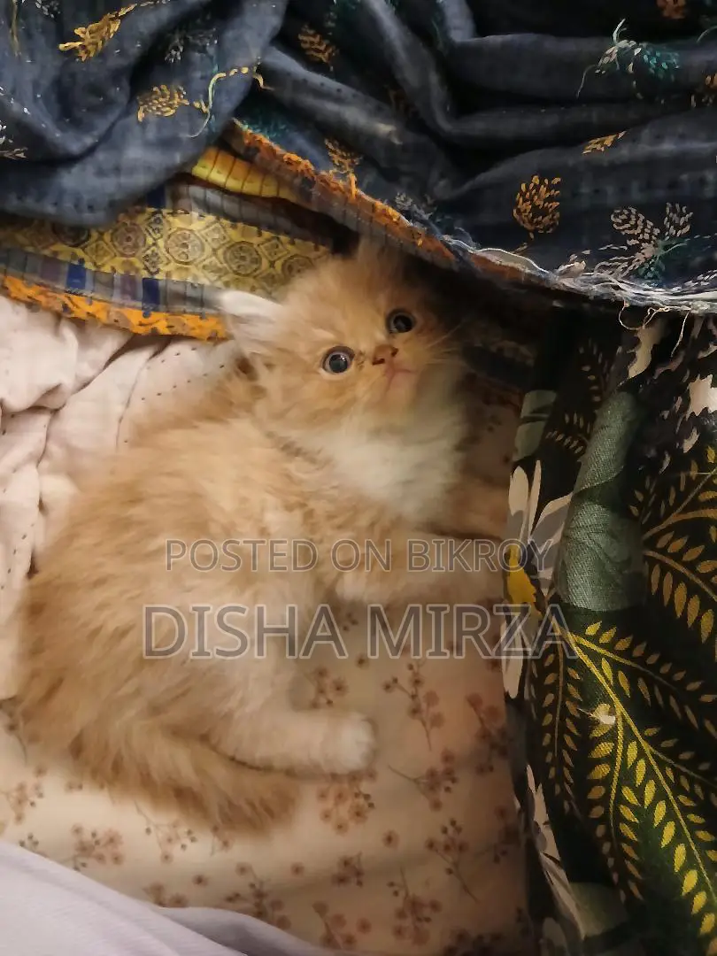১-৩ মাসের মেল পিউরব্রেড পার্সিয়ান