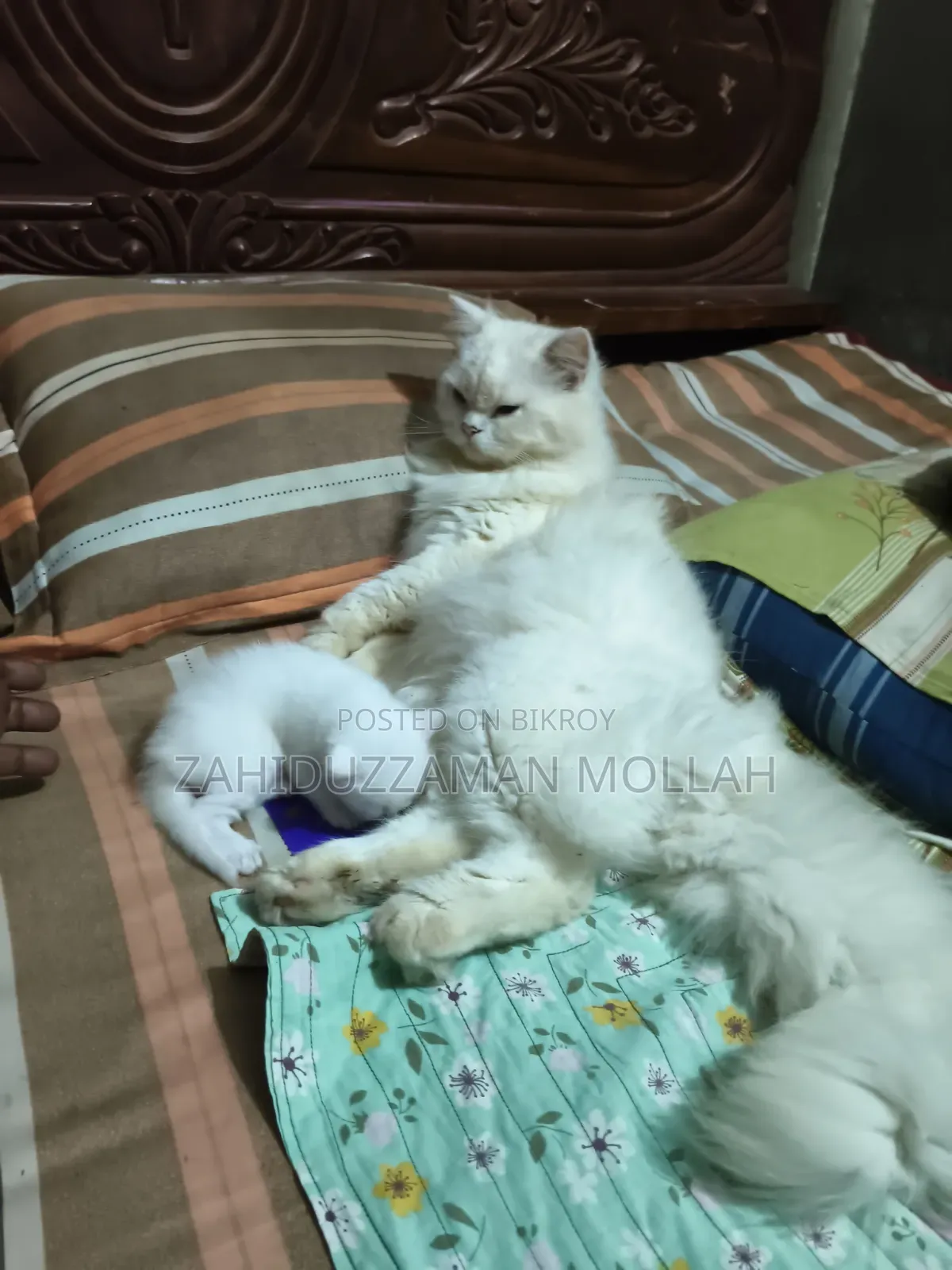 0-1 month Male Purebred Persian
