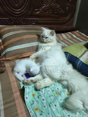 0-1 month Male Purebred Persian