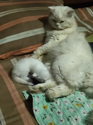 0-1 month Male Purebred Persian