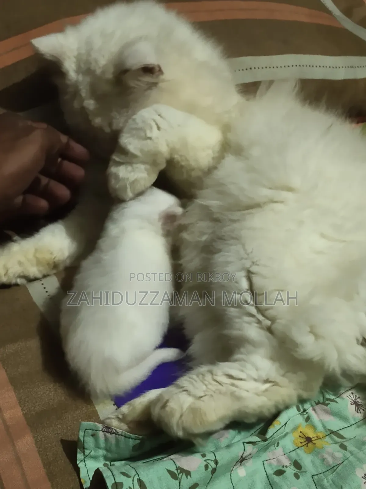 0-1 month Male Purebred Persian
