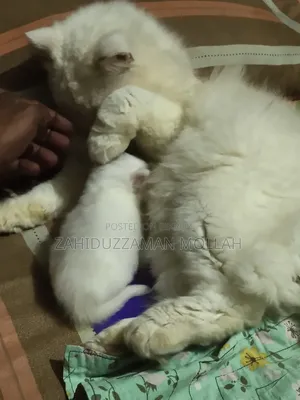 0-1 month Male Purebred Persian