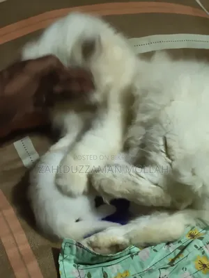 0-1 month Male Purebred Persian