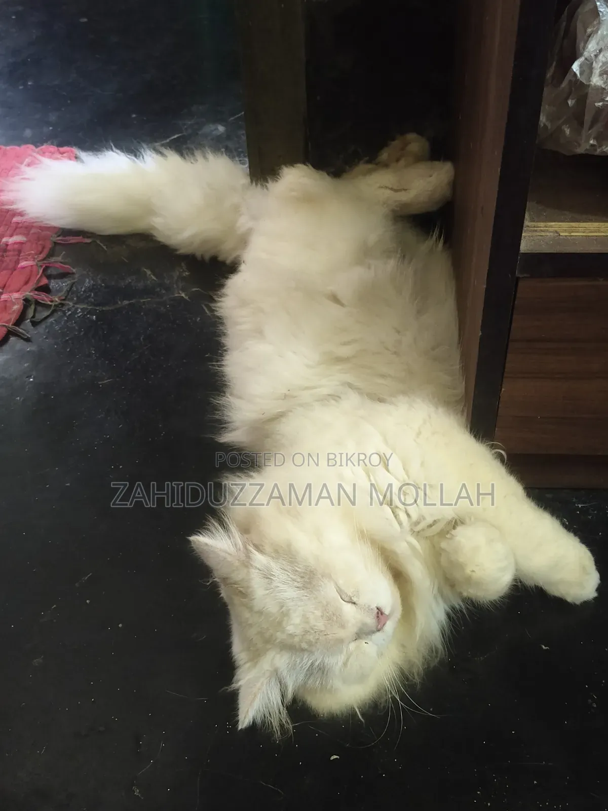 0-1 month Male Purebred Persian