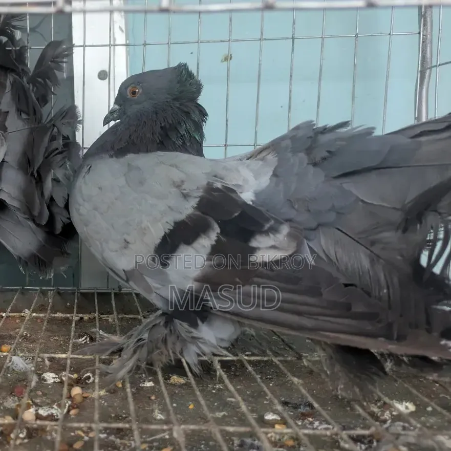 White King Lokkha Sartin Pigeon