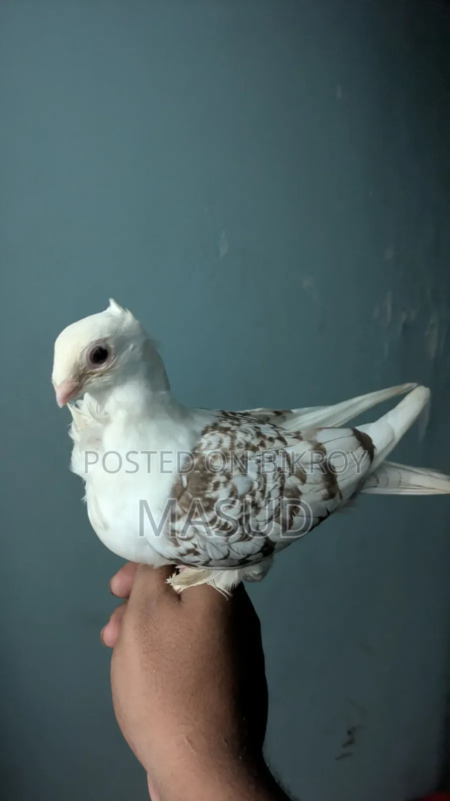 White King Lokkha Sartin Pigeon