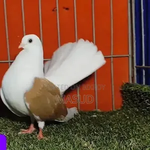 White King Lokkha Sartin Pigeon