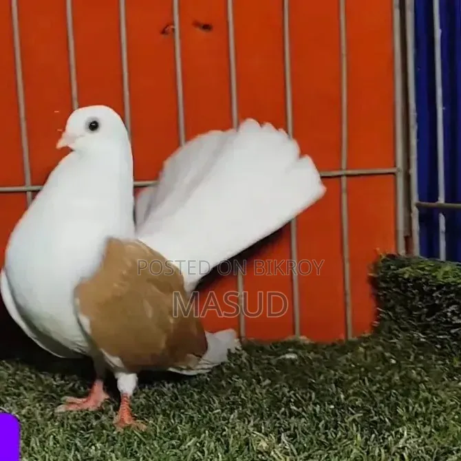 White King Lokkha Sartin Pigeon