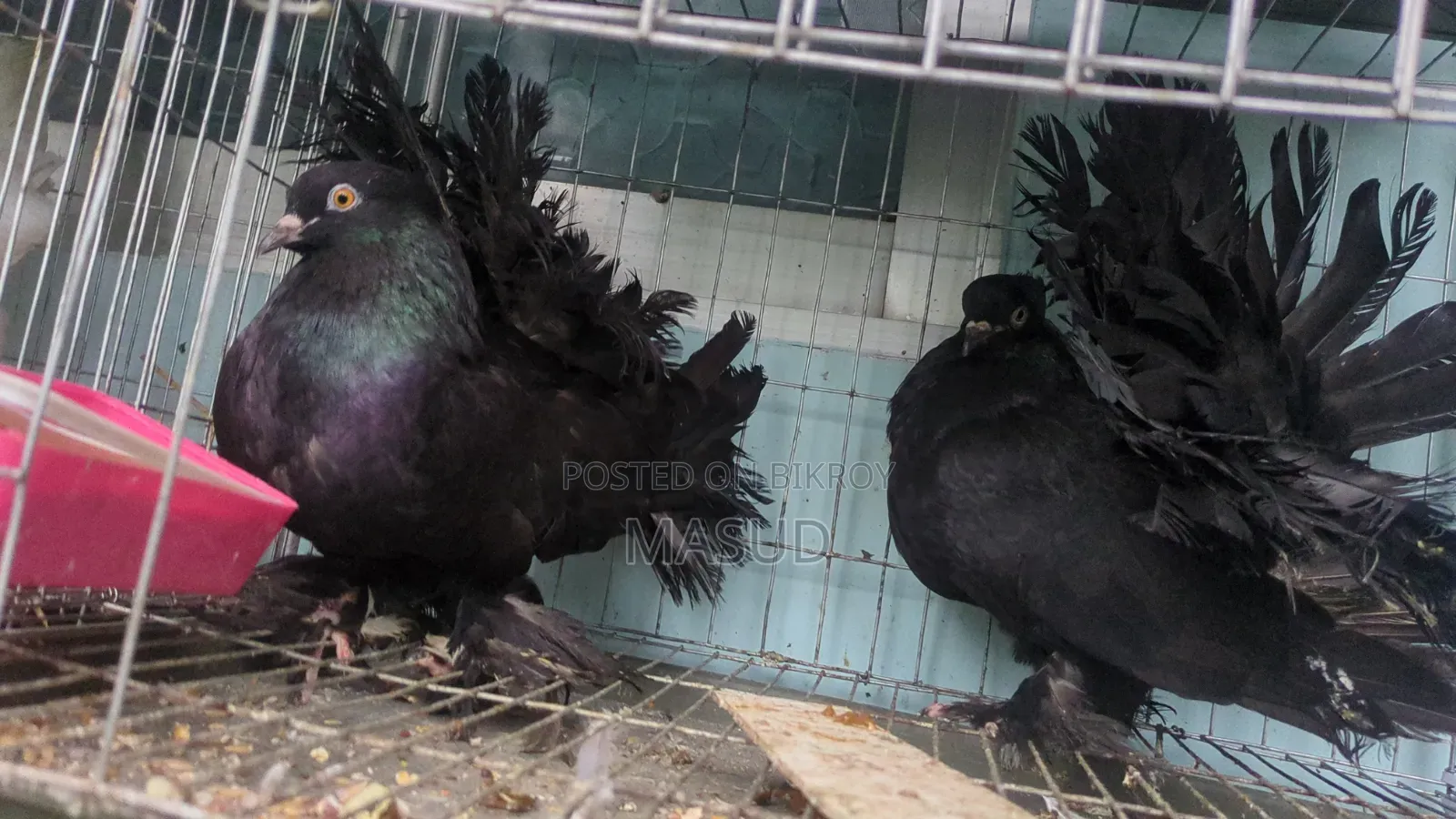 White King Lokkha Sartin Pigeon