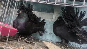 White King Lokkha Sartin Pigeon