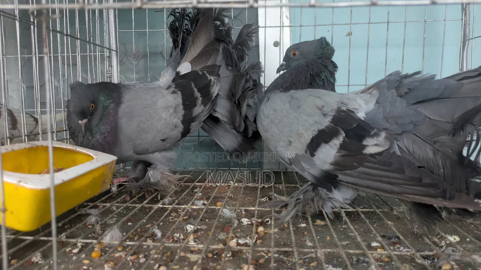 White King Lokkha Sartin Pigeon