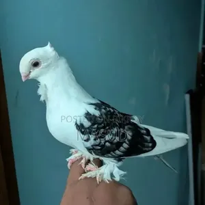 White King Lokkha Sartin Pigeon