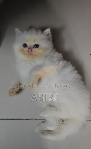 0-1 Month Female Purebred Persian