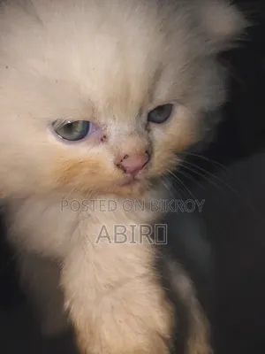 0-1 Month Female Purebred Persian