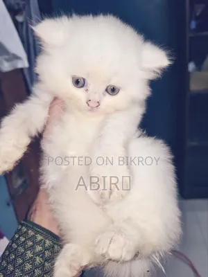 0-1 Month Female Purebred Persian