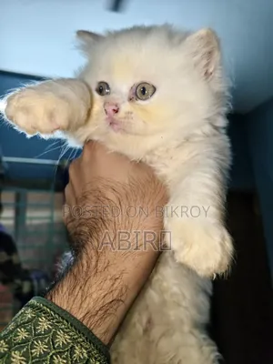 0-1 Month Female Purebred Persian