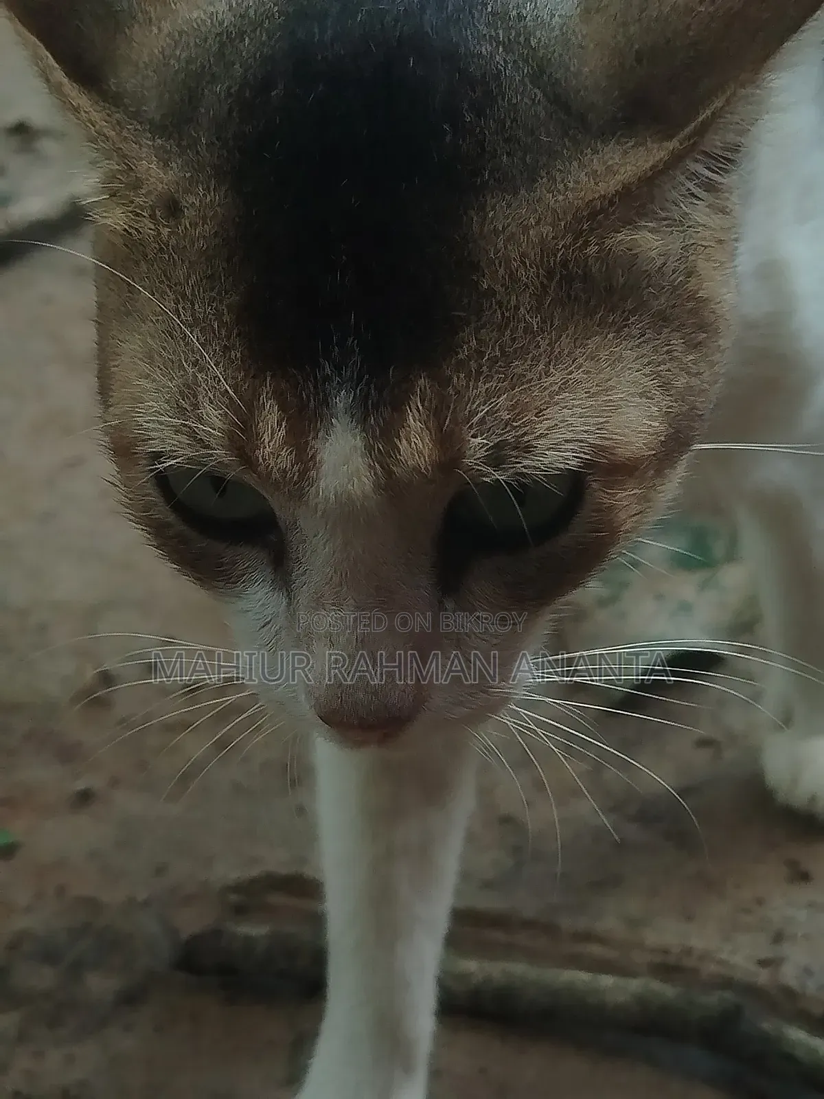 শাওমি রেডমি নোট ১৩ ২৫৬ জিবি নীল