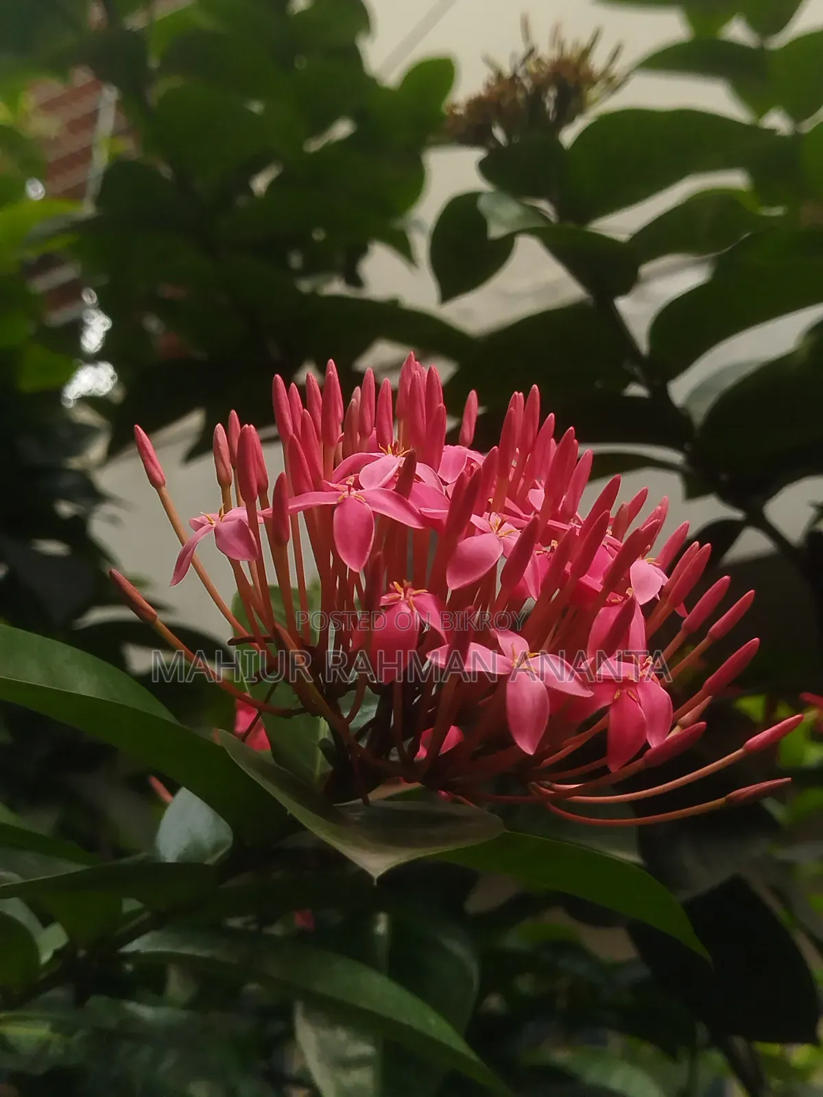 শাওমি রেডমি নোট ১৩ ২৫৬ জিবি নীল