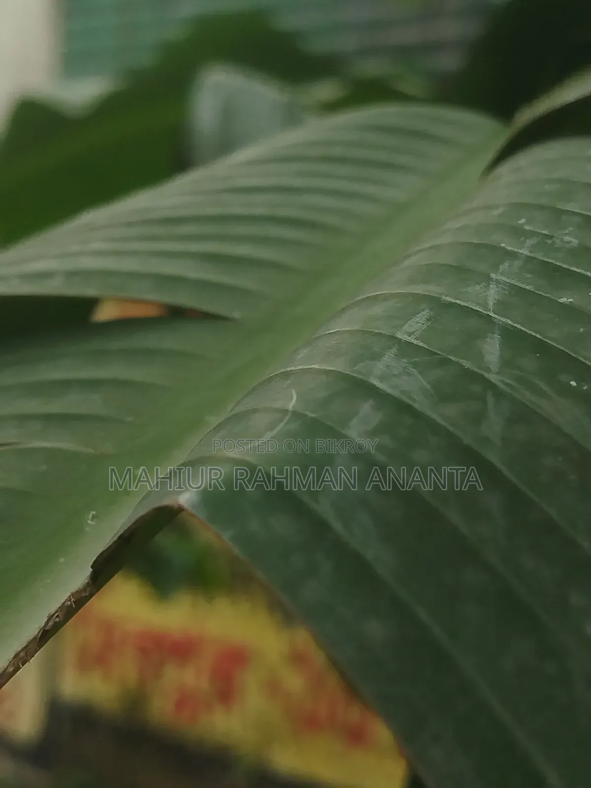 শাওমি রেডমি নোট ১৩ ২৫৬ জিবি নীল