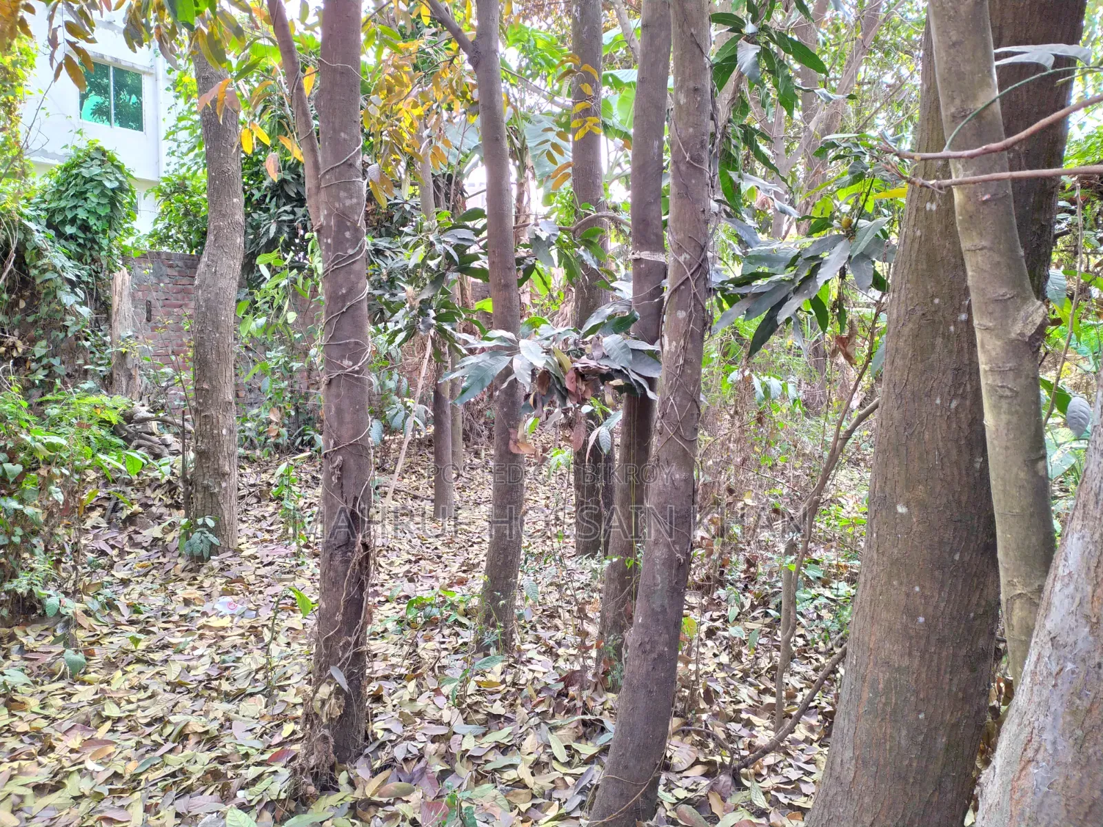 5 Decimal Land for Sale in Rajashon Savar, Perfect Place to Build a House.
