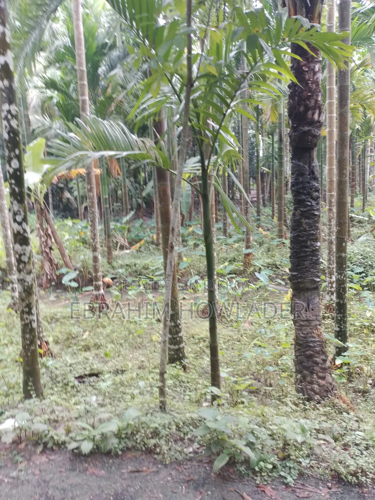 পাকা রাস্তার পাশে জমি বিক্রি হবে৷