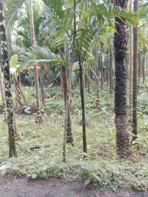 পাকা রাস্তার পাশে জমি বিক্রি হবে৷